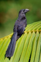Kukacka ryhozoba - Crotophaga sulcirostris - Groove-billed Ani o7223